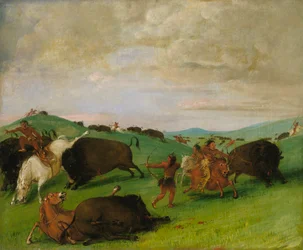 Buffalo Chase, touros em batalha com homens e cavalos