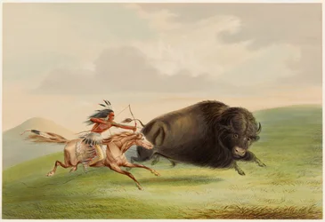 Caça ao bisonte, perseguição