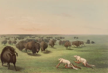 Caça ao búfalo, com pele de lobo, prancha 13 do North American Indian Portfolio