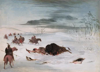 Touro búfalo moribundo num monte de neve