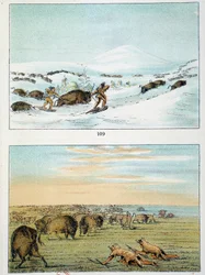 Índios da América. Caça ao bisonte: Os índios usam sapatos de neve para caçar no inverno e se cobrem com pele de lobo no verão. Ilustração de George Catlin (1794-1872)