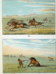 Índios da América: como apanhar cavalos selvagens. Ilustração de George Catlin (1794-1872)