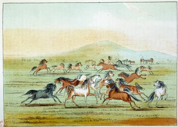 Índios da América: cavalos selvagens caçados por índios. Ilustração de George Catlin (1794-1872)