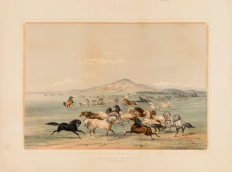 Cavalos selvagens a brincar--no. 3