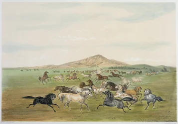 Cavalos selvagens a brincar (litografia a cores)