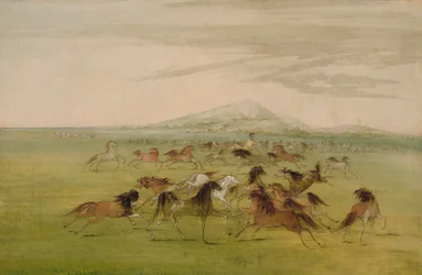 Cavalos selvagens a brincar
