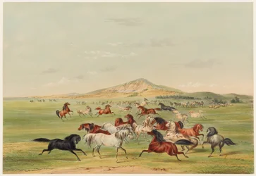 Cavalos selvagens a brincar