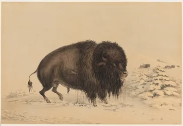 Bisonte macho ferido