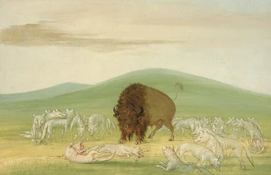 Touro de búfalo ferido cercado por lobos brancos, 1832-1833.