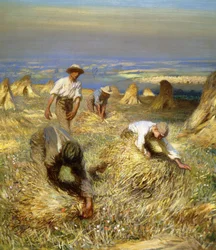 Colheita, amarrando os feixes