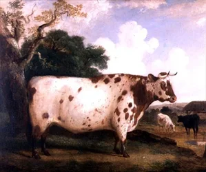 Um Touro de Espinho Curto em uma Paisagem