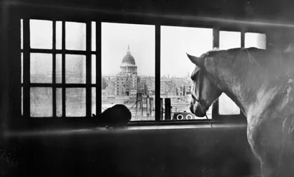 Cavalo com vista para a Catedral de São Paulo de um estábulo de vários andares, Londres, década de 1920