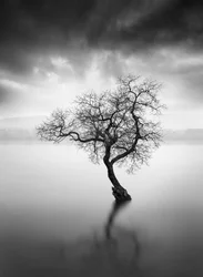 Reflexão sobre a Árvore Solitária