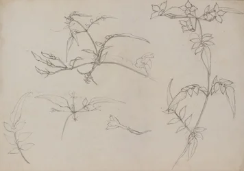 Desenho botânico