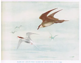 Garajau-do-ártico perseguido por skua-do-ártico, ilustração de "British Birds" de Kirkman  Jourdain