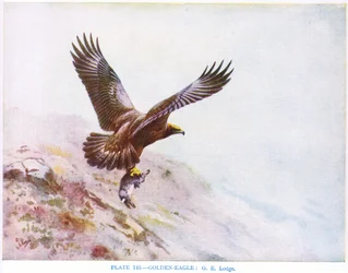 Águia-real, ilustração de "British Birds" de Kirkman  Jourdain
