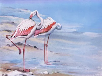 Flamingo grande (litografia)