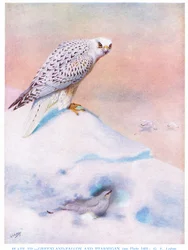 Falcão da Gronelândia e perdiz-vermelha, ilustração de "British Birds" de Kirkman  Jourdain