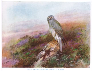 Hen Harrier (macho), ilustração de "British Birds" de Kirkman  Jourdain