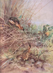 Garça-branca-pequena (litografia)