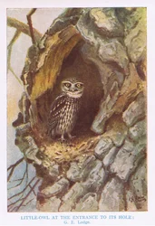 Coruja pequena no buraco do ninho, ilustração de "British Birds" de Kirkman  Jourdain