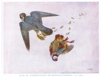 Falcão-peregrino e perdiz de pernas vermelhas, ilustração de "British Birds" de Kirkman  Jourdain