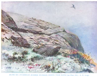 Perdiz escondida de um falcão, ilustração de "British Birds" de Kirkman  Jourdain