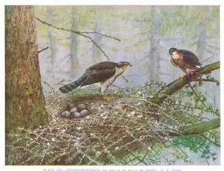 Sparrow Hawk, ilustração de "British Birds" de Kirkman  Jourdain