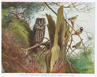 Coruja-das-torres cercada por pequenas aves, ilustração de "British Birds" de Kirkman  Jourdain