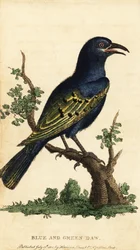 Estorninho brilhante africano, espécie Lamprotornis. ,1800 (gravura)