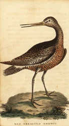 Godwit de cauda de barra, Limosa lapponica.,1800 (gravura)