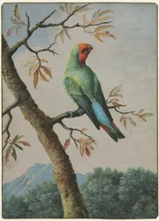 Estudo de aves.