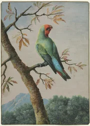 Estudo de aves