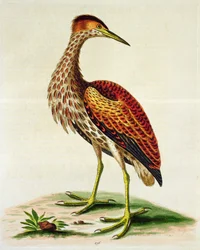 Garganta da baía de Hudson, 1748 (gravura colorida à mão)