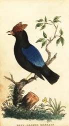 Manakin de dorso azul, Chiroxiphia pareola.,1800 (gravura)