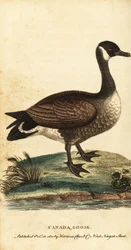 Canadá ganso, Branta canadensis.,1800 (gravura)