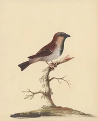 [Pardal macho]