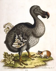Dodô e cobaia, 1750