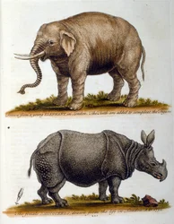 Ilustração gravada de George Edwards, de um livro sobre aves raras de G Edwards, 1750. George Edwards (1694-1773) foi um naturalista e ornitólogo britânico. Viajou muito pela Europa, estudando a história natural e as aves em particular. Ganhou