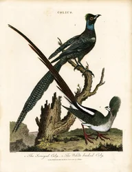 Estorninhos brilhantes (Colius)