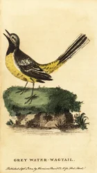 Rabo de Asa Cinzenta, Motacilla cinerea. ,1800 (gravura)