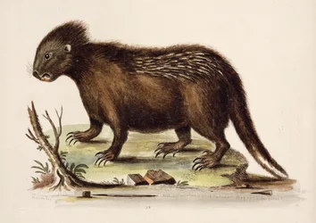 Porco-espinho da baía de Hudson, 1742 (wc no papel)