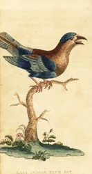 Rolo indiano, Coracias benghalensis. ,1800 (gravura)