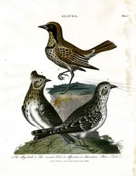 Cotovias (Alauda)