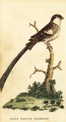 Whydah de cauda de alfinete, Vidua macroura.,1800 (gravura)