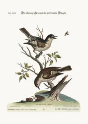 O passarinho frio do galo. The Hen Cold Finch, 1749-73