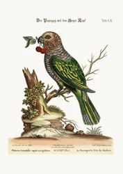 O Papagaio-de-cabeça-falcão, 1749-73