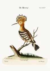 O Hoopoe, 1749-73