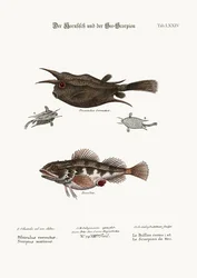 O peixe com chifres e o escorpião marinho, 1749-73