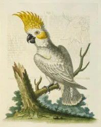 A pequena cacatua-branca de crista amarela